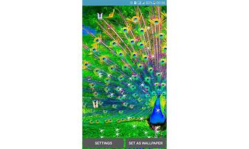 Butterfly Peacock for Android - Download the APK from Habererciyes